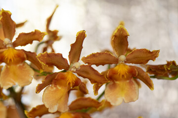 Cluster of yellow orchids with brown edges, beautifully captured in a soft-focused background highlighting their vibrant colors.