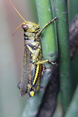 Saltamontes camuflado