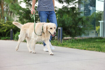 Owner walking with cute Golden Retriever dog outdoors, closeup. Space for text
