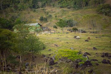 Rustic house in a lush green valley, surrounded by grazing animals and trees, depicting a tranquil rural scene.