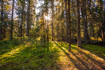 Autumn in the Saskatchewan forest