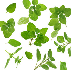 Fresh oregano twigs in air on white background