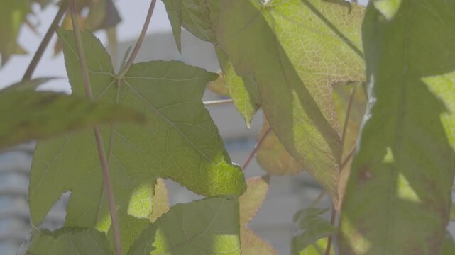 folhas outono arvore e c&eacute;u