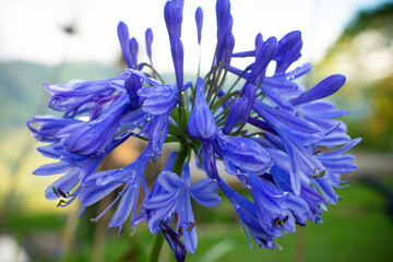 Close-up of a purple agapanthus flower with water droplets, set against a blurred natural...
