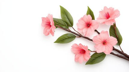 Fototapeta premium Pink Sakura Flowers Branch Isolated on White Background Spring Blossom