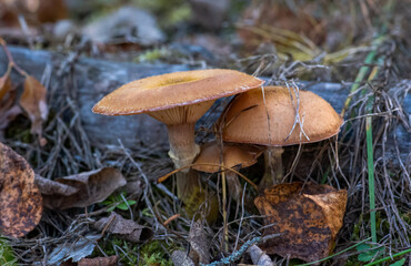 Wild mushrooms in the forest