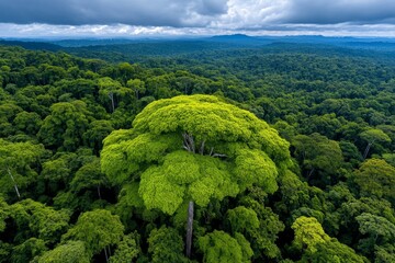 Aerial view of a lush forest canopy, with green treetops stretching into the distance, highlighting the vastness of the forest