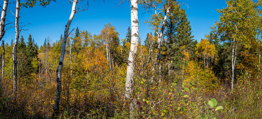 Autumn in the Saskatchewan forest