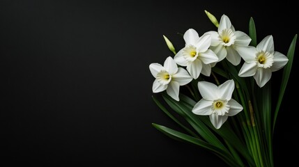 Obraz premium A bouquet of elegant white flowers against a dark background, showcasing natural beauty.