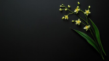 A delicate arrangement of yellow orchids on a dark background, emphasizing natural beauty.