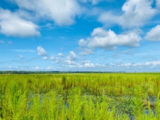 Fototapeta premium green field and blue sky