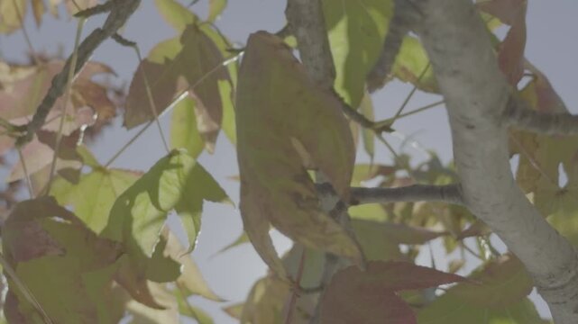 folhas outono arvore e c&eacute;u