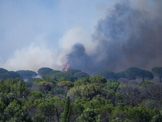 Wildfire in the Massifs des Maures, South of France