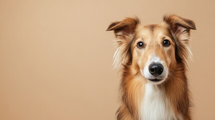 Fototapeta premium Collie Dog Looking Directly at the Camera
