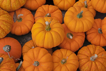 Mini Pumpkins, a variety of small-sized pumpkins on display at fall festival.