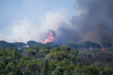 Wildfire in the Massifs des Maures, South of France