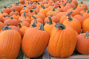 Pumpkin Patch, rows of carving and heirloom pumpkins at a fall festival market.