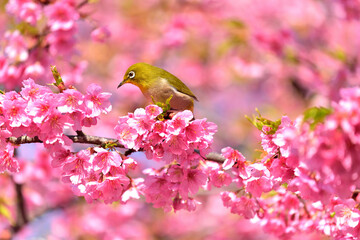 河津さくらの蜜を吸いに集まるメジロ