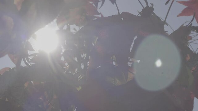 folhas outono arvore e c&eacute;u