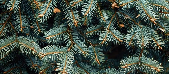 Green Coniferous Branches Ate In On A Tree In A Winter Park
