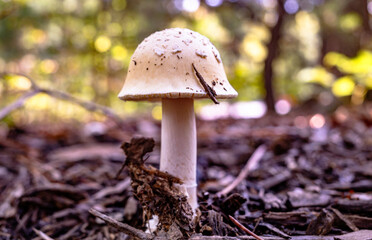 mushroom in the forest