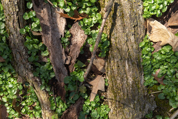 top down lay flat view of ground litter on the forest floor that consists of dried bark that has...