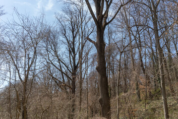 walking a trail through the woods in the winter time with deciduous trees bare and without leaves foliage in the cold brisk air