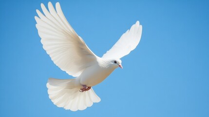 Obraz premium A white dove soaring gracefully through the air, its wings outstretched against a backdrop of clear blue sky.
