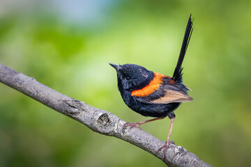 red backed wren facing left