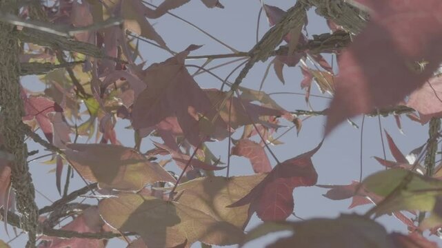 folhas outono arvore e c&eacute;u