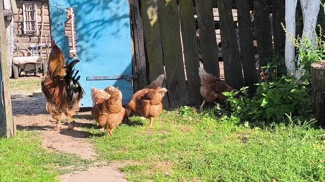 Young Loman Brown chickens in the pen eating food and pecking