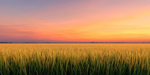Fototapeta premium A golden field stretches toward a horizon painted with a vibrant sunset, showcasing the beauty of nature's colors and tranquility.