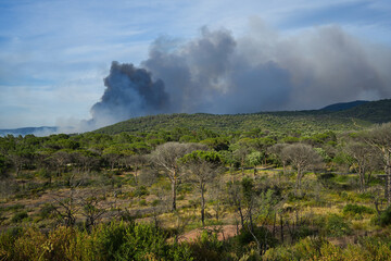 Wildfire in the Massifs des Maures, South of France