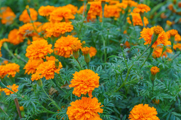 Flowers at the Flower Market