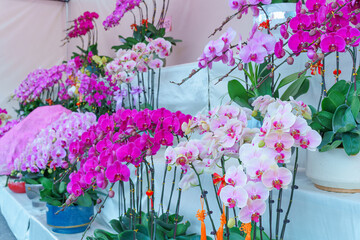 Flowers at the Flower Market