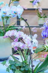 Flowers at the Flower Market