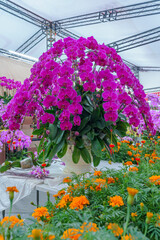 Flowers at the Flower Market