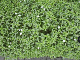 background of leaves 