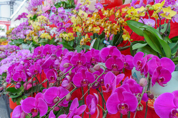 Flowers at the Flower Market