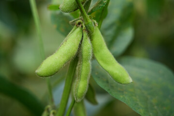 Young green soybean pods on a soybean plantation.Soybean fields. 