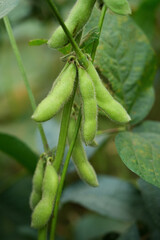Young green soybean pods on a soybean plantation.Soybean fields. 