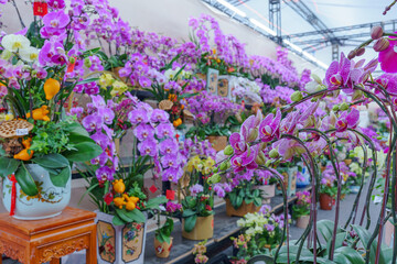 Flowers at the Flower Market