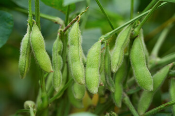 Young green soybean pods on a soybean plantation.Soybean fields. 