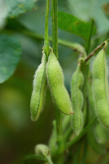 Young green soybean pods on a soybean plantation.Soybean fields. 