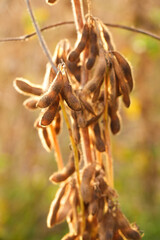 Ripe soybeans on a soybean plantation,  Soy pods. Soybean field on a sunny day. 