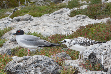 Swallow-tailed Gull (Creagrus furcatus) adult and juvenile in the Galapagos Islands. The white chick is begging for food. Swallow-tailed Gull is a Galapagos Islands endemic seabird.