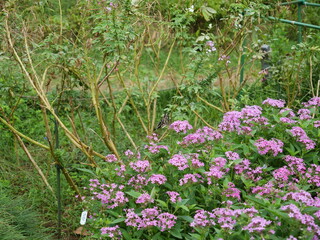 ペンタスの花に蝶がとまっている