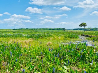 Payne’s Prairie and blue sky