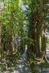 Obraz premium 光前寺の入り口側から見る参道／日本長野県駒ヶ根市