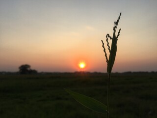 Sunset Behind Rice Field Grain